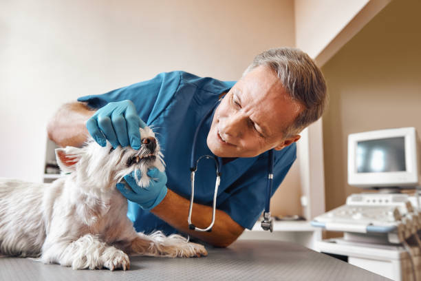 Best Emergency Tooth Extraction in Algonquin, IL